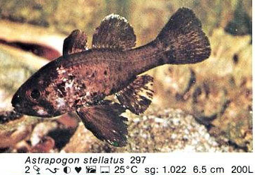 Astrapogon stellatus